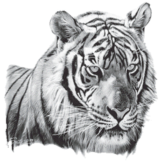 Portrait eines Tiger Kopfes (UV-aktiv)