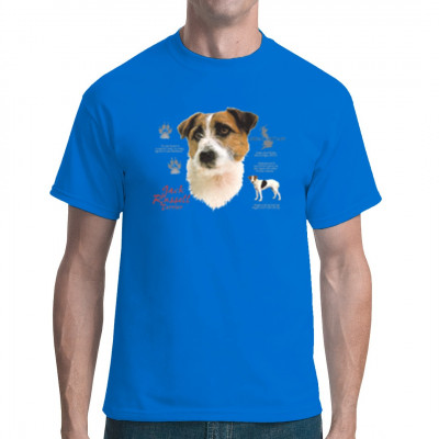 Jack Russell Terrier Hund