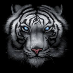 Big Face Motiv: großer, weißer Tiger  