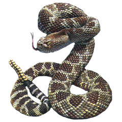 Rattle Snake - Klapperschlange