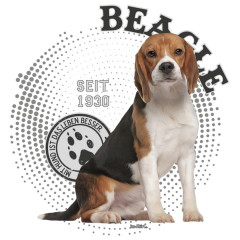 Rassehund: Beagle