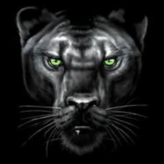 Majestic Panther