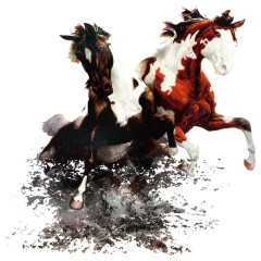 Zwei Pferde im Fluss