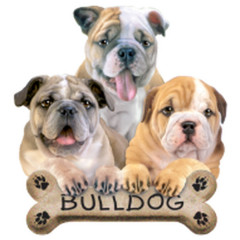 Kleine Bulldoggen mit Hundeknochen 