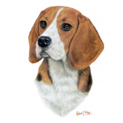 Hunde Shirt: Beagle
