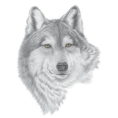 Gray Wolf Head