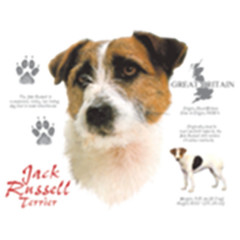 Jack Russell Terrier Hund