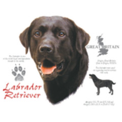 T-Shirt: Schwarzer Labrador Retriever Hund