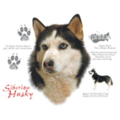 Hundemotiv: Sibirischer Husky