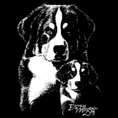 Shirt-Motiv: Berner Sennenhund